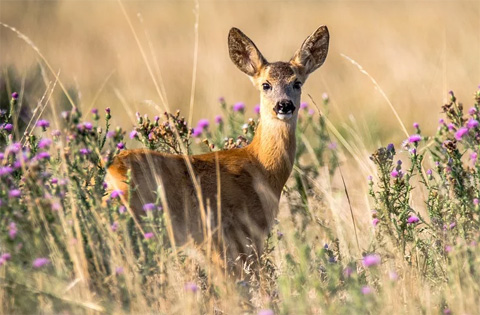 wildlife-care