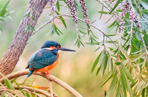 wildlife
